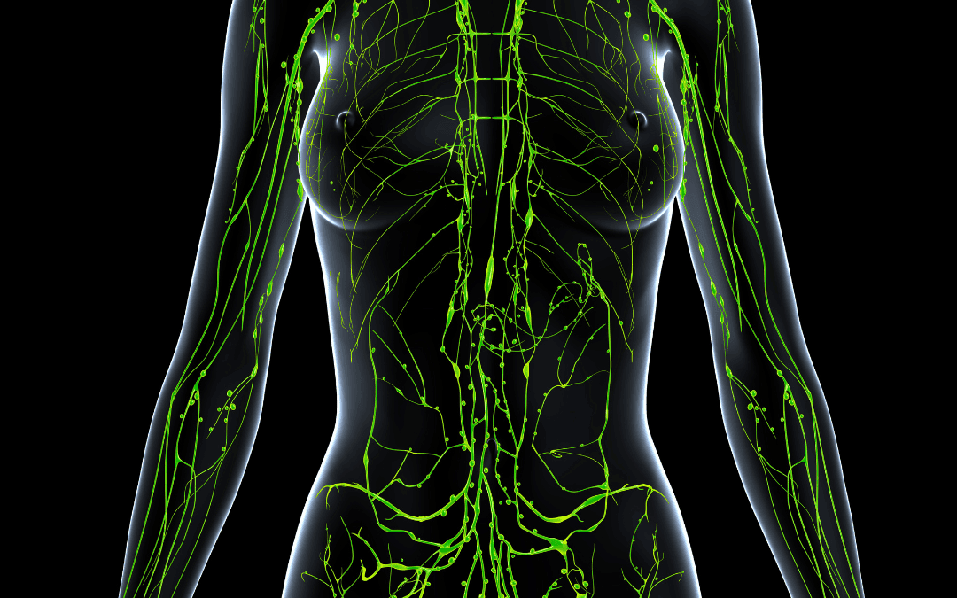 The Endocannabinoid System Explained