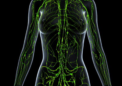 The Endocannabinoid System Explained