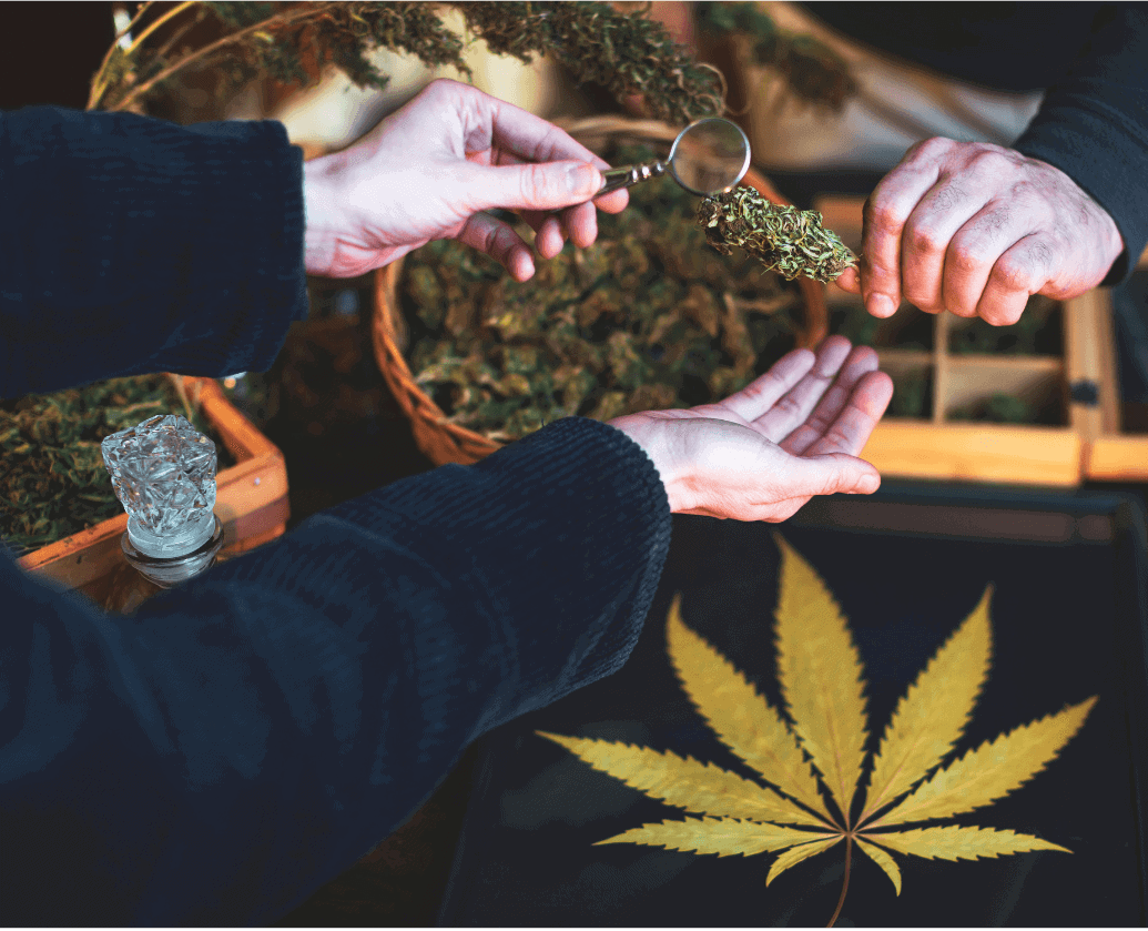 hands using a magnifying glass to examine cannabis