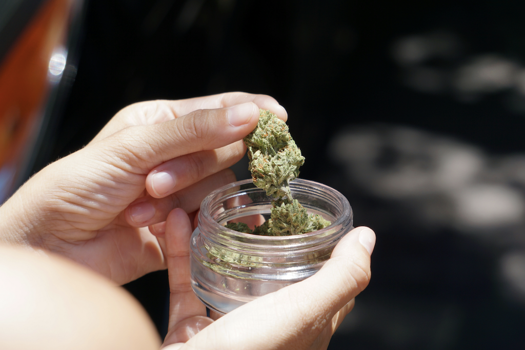 Close up of hands hold a nug of Orange Malt cannabis.