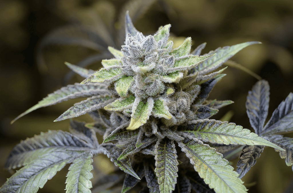 Afternoon Delight Strain: What You Can Expect