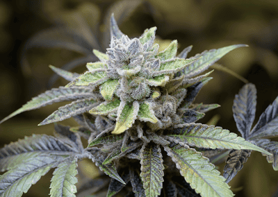 Afternoon Delight Strain: What You Can Expect